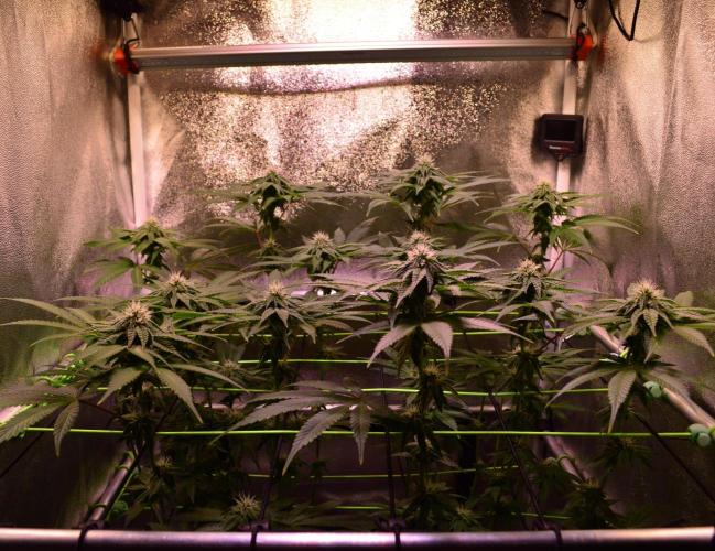•OceanTruffle • Clones•. Week 12