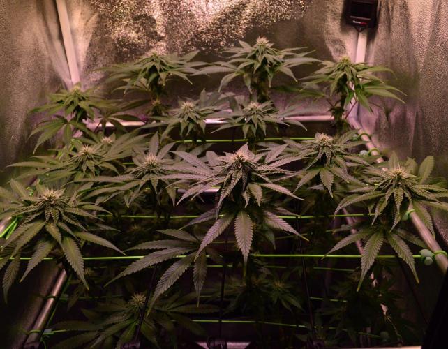 •OceanTruffle • Clones•. Week 12