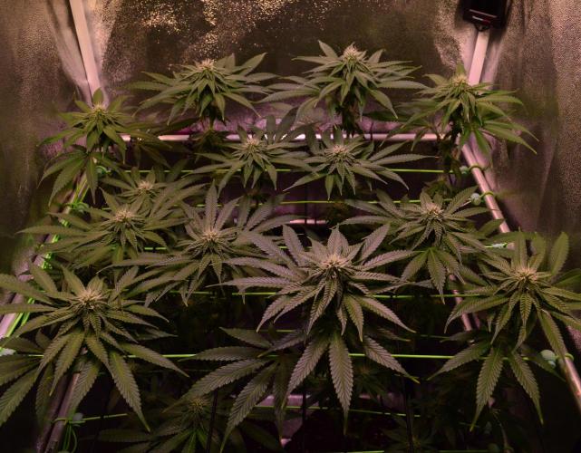 •OceanTruffle • Clones•. Week 12