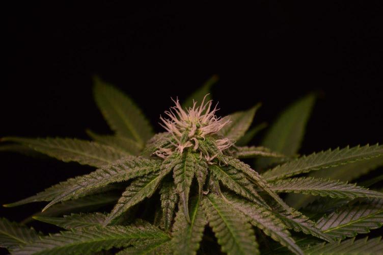 •OceanTruffle • Clones•. Week 12