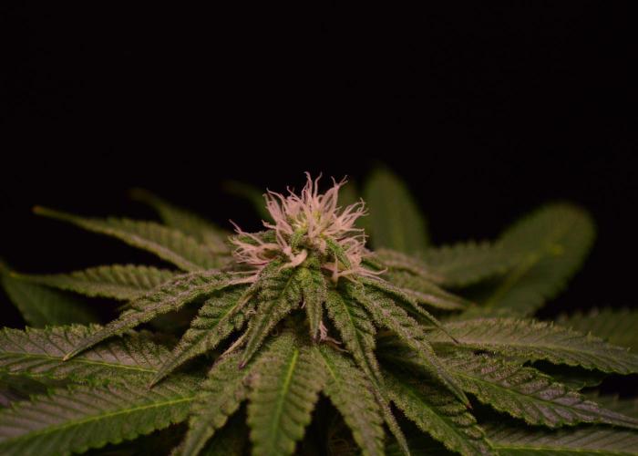 •OceanTruffle • Clones•. Week 12
