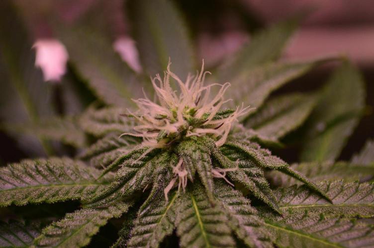 •OceanTruffle • Clones•. Week 12