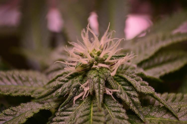•OceanTruffle • Clones•. Week 12