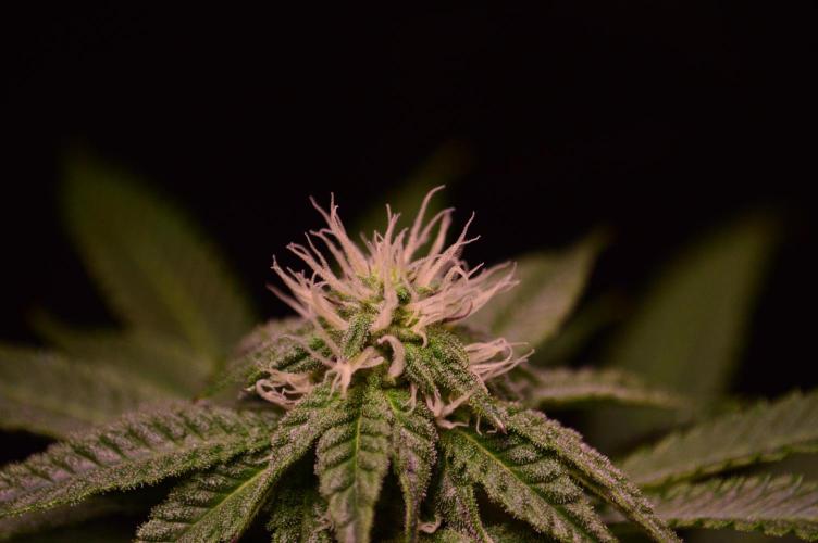 •OceanTruffle • Clones•. Week 12