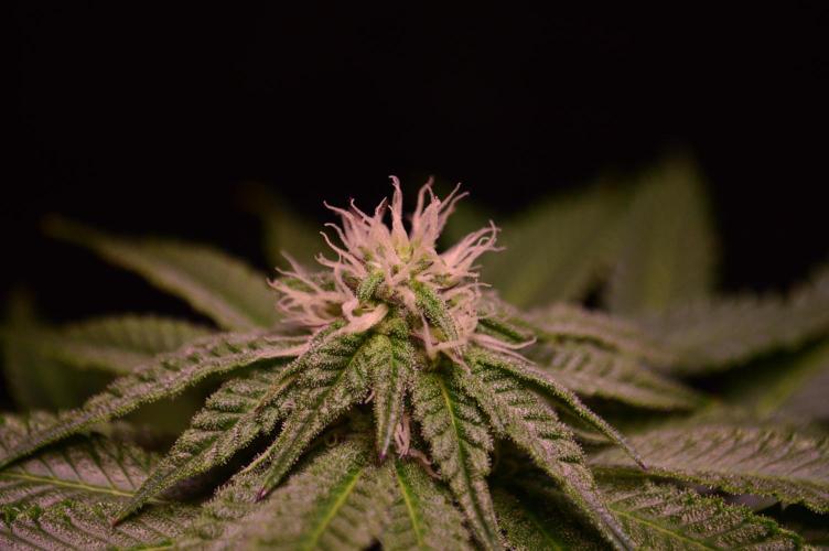 •OceanTruffle • Clones•. Week 12