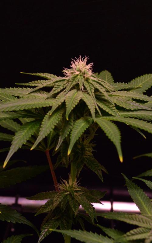 •OceanTruffle • Clones•. Week 12