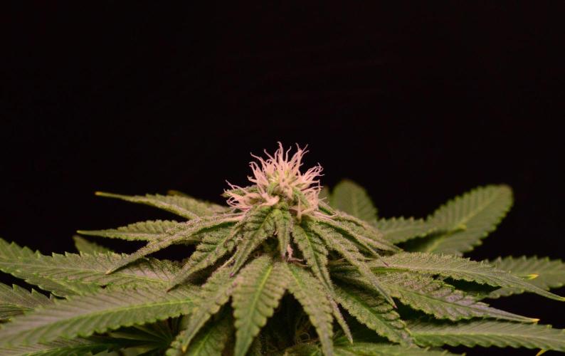 •OceanTruffle • Clones•. Week 12