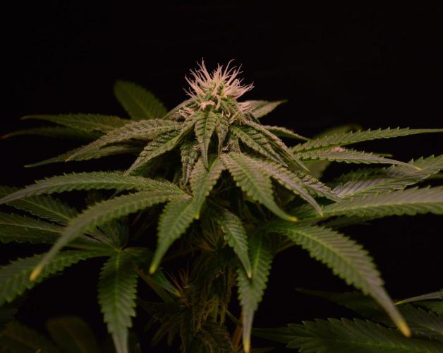 •OceanTruffle • Clones•. Week 12