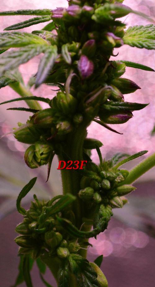 Micro-Reversal #2 - STS. Week 4