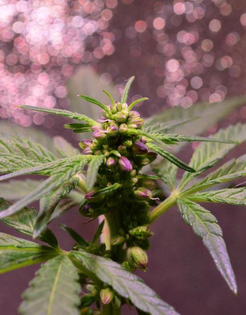 Micro-Reversal #2 - STS. Week 4