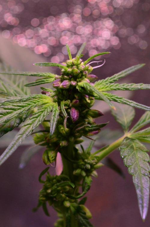Micro-Reversal #2 - STS. Week 4