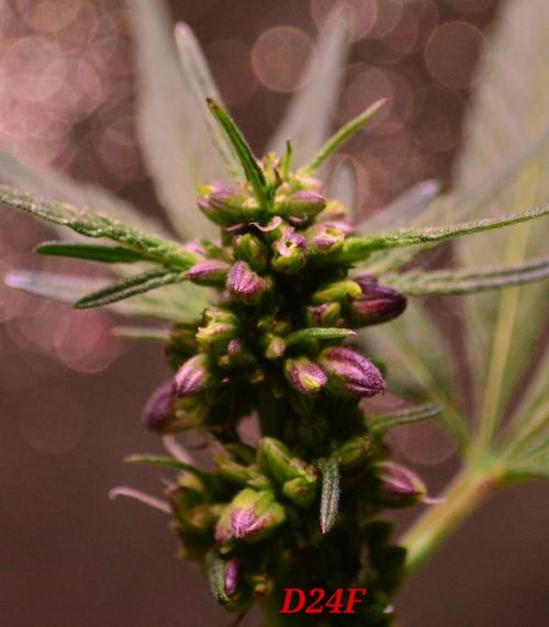 Micro-Reversal #2 - STS. Week 4