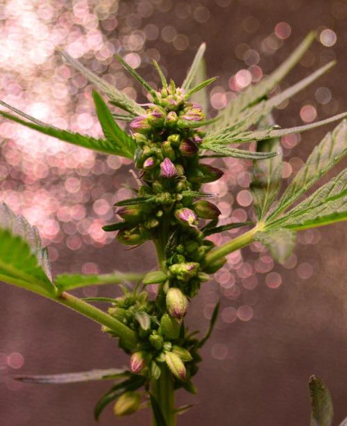 Micro-Reversal #2 - STS. Week 4