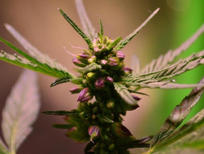 Micro-Reversal #2 - STS. Week 4