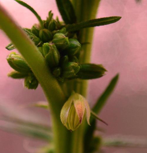 Micro-Reversal #2 - STS. Week 4