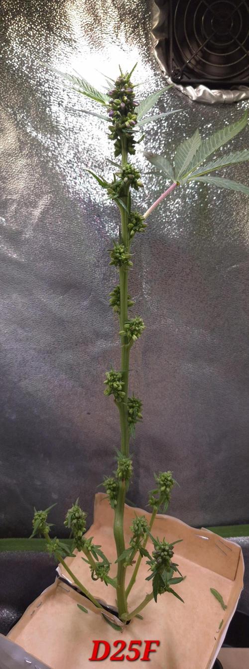 Micro-Reversal #2 - STS. Week 4