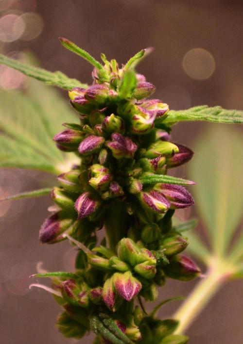 Micro-Reversal #2 - STS. Week 4 - D26