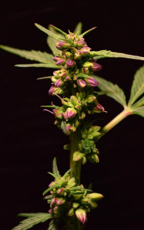 Micro-Reversal #2 - STS. Week 4 - D26