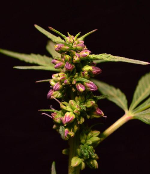 Micro-Reversal #2 - STS. Week 4 - D26