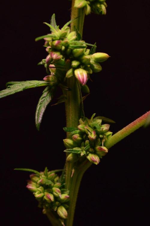 Micro-Reversal #2 - STS. Week 4 - D26