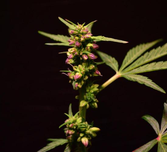 Micro-Reversal #2 - STS. Week 4 - D26