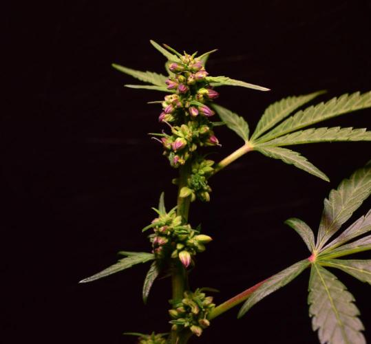 Micro-Reversal #2 - STS. Week 4 - D26