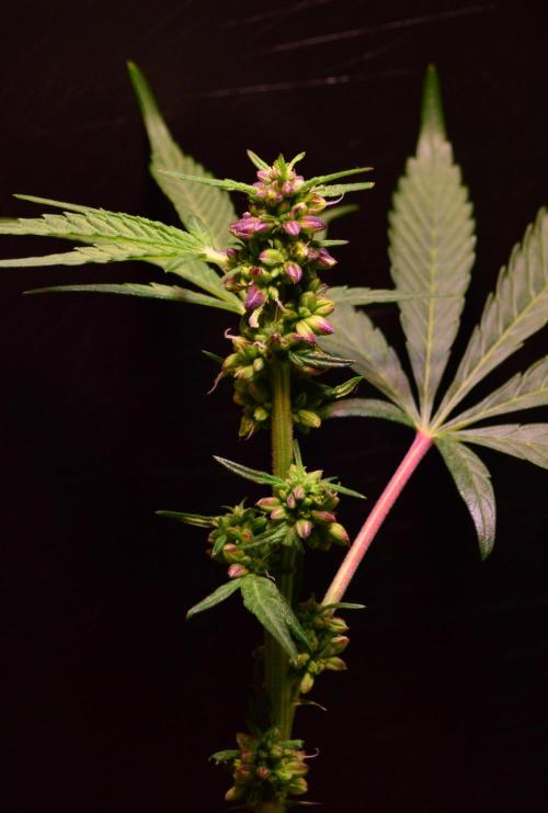 Micro-Reversal #2 - STS. Week 4 - D26