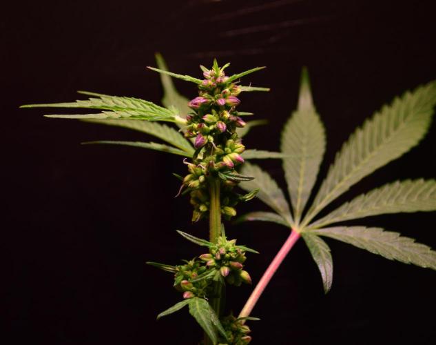 Micro-Reversal #2 - STS. Week 4 - D26