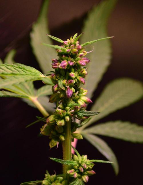 Micro-Reversal #2 - STS. Week 4 - D26