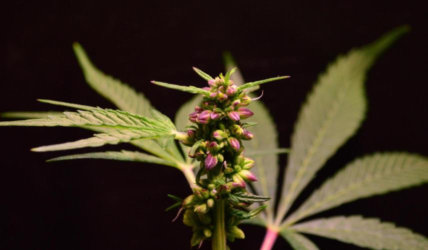 Micro-Reversal #2 - STS. Week 4 - D26