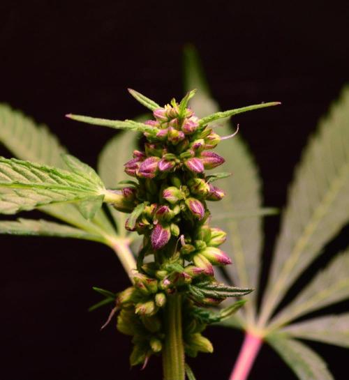 Micro-Reversal #2 - STS. Week 4 - D26