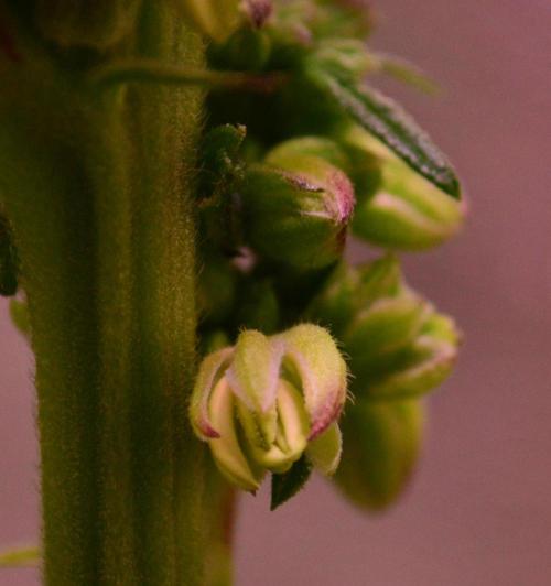 Micro-Reversal #2 - STS. Week 4 - D27