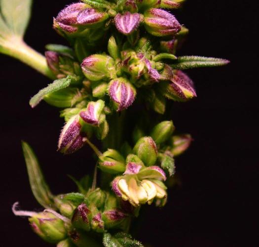 Micro-Reversal #2 - STS. Week 4 - D27