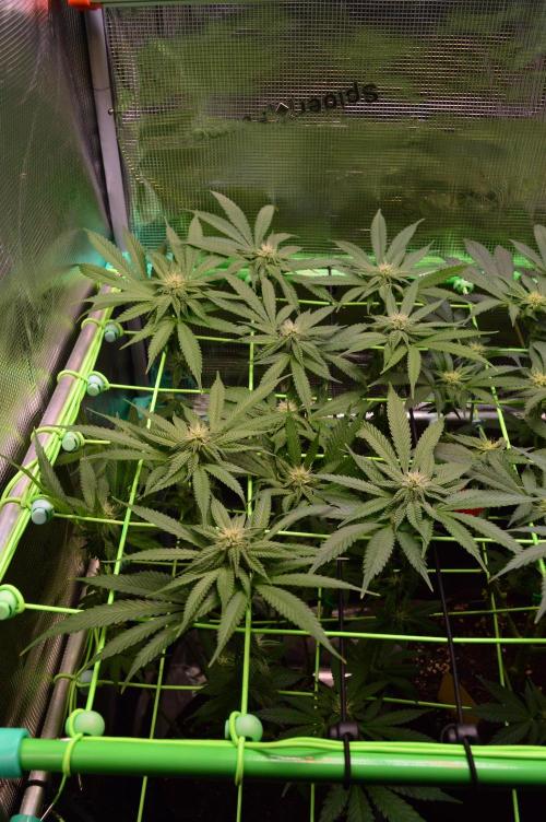 • Truffle • Rosa •. Week 10 - Truffle//D70/21F