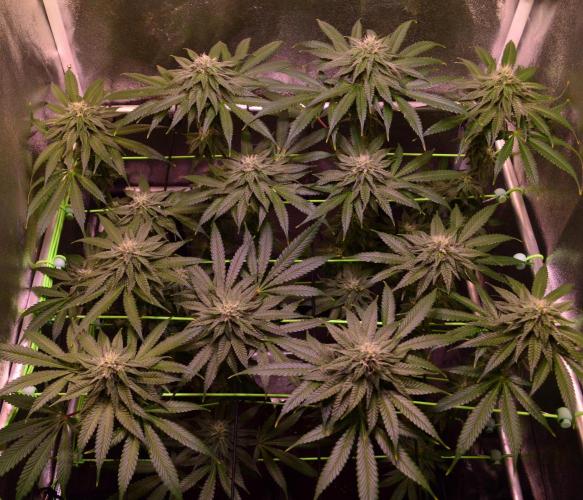 •OceanTruffle • Clones•. Week 13 - D91/28F
