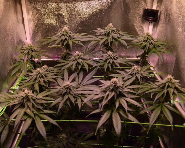 •OceanTruffle • Clones•. Week 13