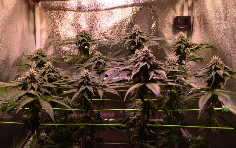 •OceanTruffle • Clones•. Week 13