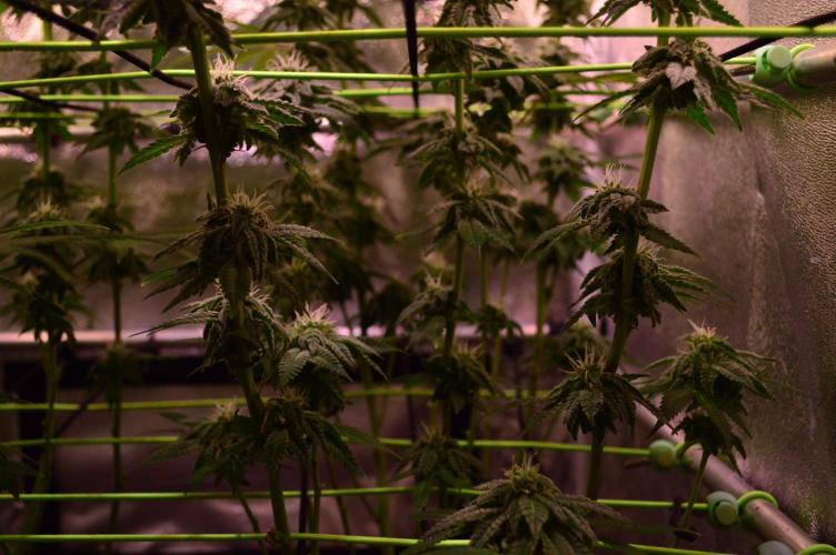 •OceanTruffle • Clones•. Week 13