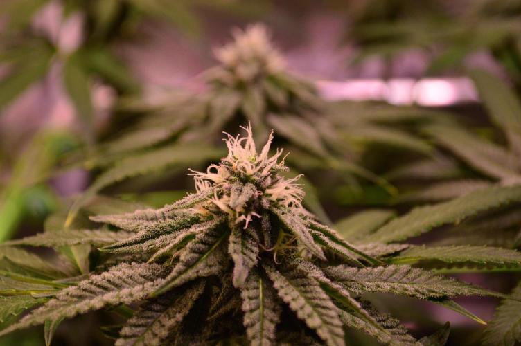 •OceanTruffle • Clones•. Week 13