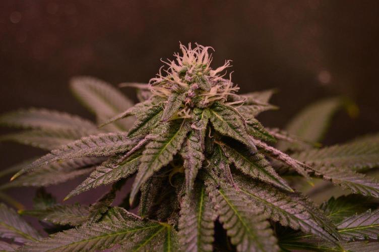 •OceanTruffle • Clones•. Week 13
