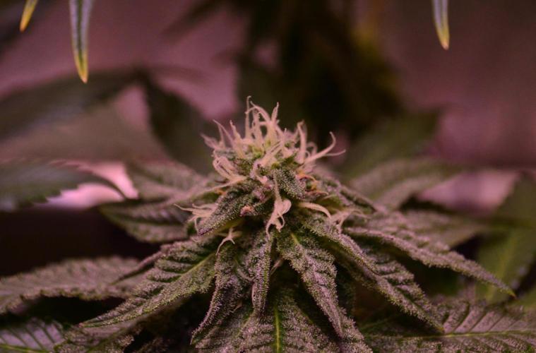 •OceanTruffle • Clones•. Week 13