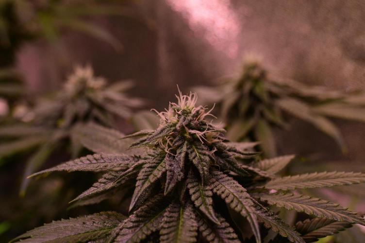 •OceanTruffle • Clones•. Week 13
