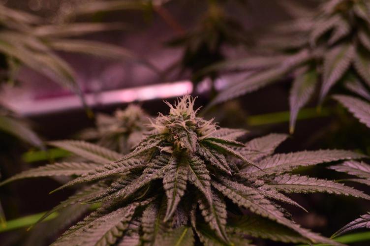 •OceanTruffle • Clones•. Week 13