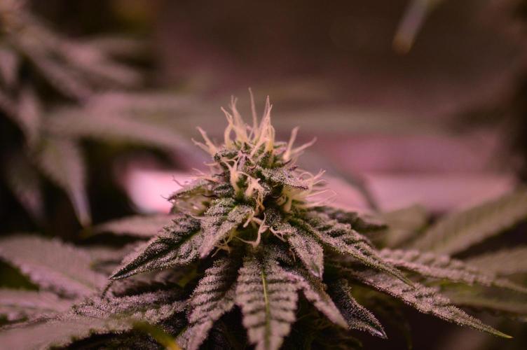 •OceanTruffle • Clones•. Week 13