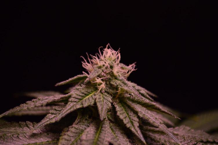 •OceanTruffle • Clones•. Week 13