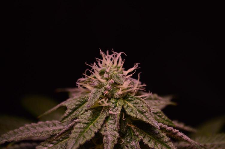 •OceanTruffle • Clones•. Week 13