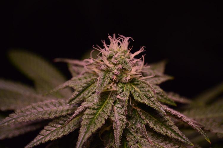 •OceanTruffle • Clones•. Week 13