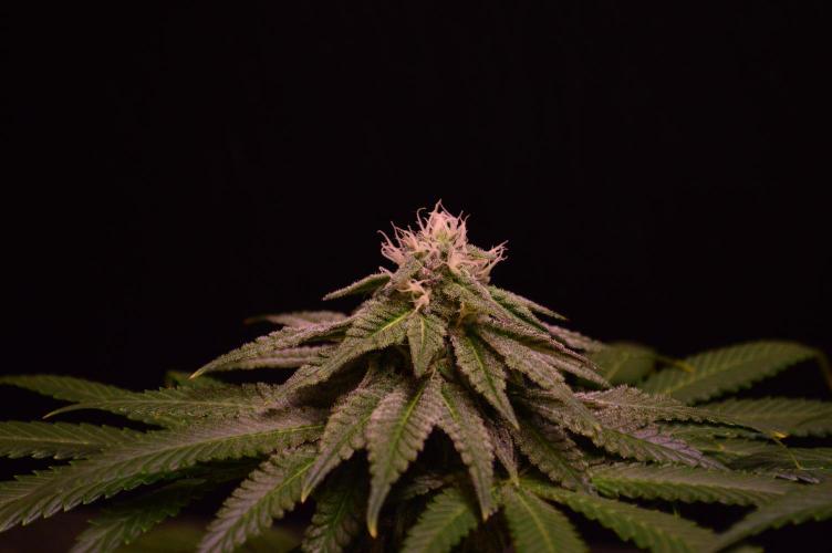 •OceanTruffle • Clones•. Week 13
