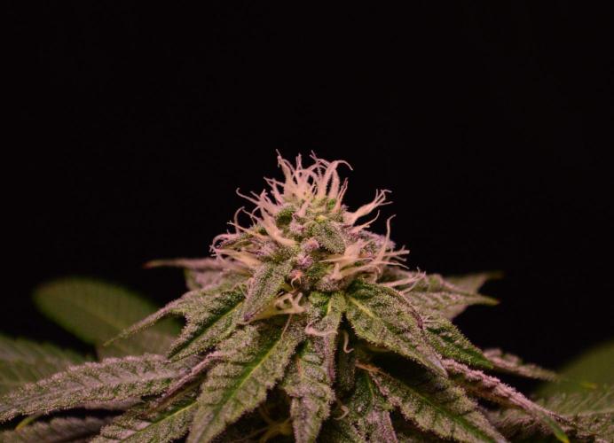 •OceanTruffle • Clones•. Week 13