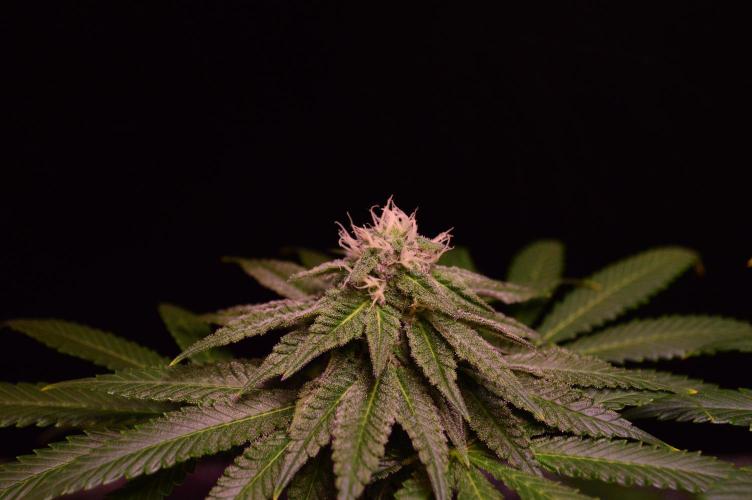•OceanTruffle • Clones•. Week 13